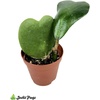 image:imageJoshs Frogs Hoya  Wax Plant SweetheartGrowers Choice