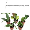 image:imageJoshs Frogs Hoya  Wax Plant SweetheartGrowers Choice