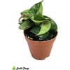 image:imageJoshs Frogs Hoya  Wax Plant SweetheartGrowers Choice