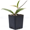 image:imageJoshs Frogs Hoya  Wax Plant SweetheartKrimson Queen