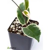image:imageJoshs Frogs Hoya  Wax Plant SweetheartKrimson Queen
