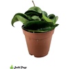 image:imageJoshs Frogs Hoya  Wax Plant SweetheartKrinkle Kurl