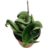 image:imageJoshs Frogs Hoya  Wax Plant SweetheartKrinkle Kurl