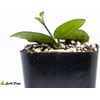 image:imageJoshs Frogs Hoya  Wax Plant SweetheartMathilde