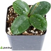 image:imageJoshs Frogs Hoya  Wax Plant SweetheartMathilde