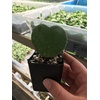image:imageJoshs Frogs Hoya  Wax Plant SweetheartSweetheart