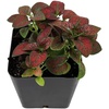 image:imageJoshs Frogs Hypoestes phyllostachy Red Splash