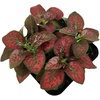 image:imageJoshs Frogs Hypoestes phyllostachy Red Splash