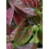 image:imageJoshs Frogs Hypoestes phyllostachy Red Splash