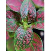 image:imageJoshs Frogs Hypoestes phyllostachy Red Splash