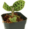 image:imageJoshs Frogs Macodes petola Jewel Orchid