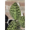 image:imageJoshs Frogs Macodes petola Jewel Orchid