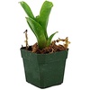 image:imageJoshs Frogs Neoregelia Chiquita Linda Bromeliad