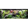 image:imageJoshs Frogs Neoregelia Fireball