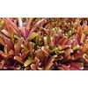 image:imageJoshs Frogs Neoregelia Fireball
