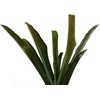 image:imageJoshs Frogs Neoregelia Fireball