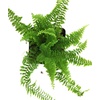 image:imageJoshs Frogs Nephrolepis exaltata Fluffy Ruffles Fern