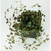 image:imageJoshs Frogs Peperomia prostrata  String of Turtles