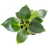 image:imageJoshs Frogs Philodendron Birkin