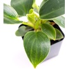 image:imageJoshs Frogs Philodendron Birkin