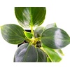 image:imageJoshs Frogs Philodendron Birkin
