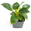 image:imageJoshs Frogs Philodendron Birkin