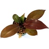 image:imageJoshs Frogs Philodendrons McColleys FinaleMcColleys Finale