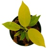 image:imageJoshs Frogs Philodendrons McColleys FinaleMoonlight