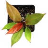 image:imageJoshs Frogs Philodendrons McColleys FinalePrince of Orange