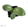 image:imageJoshs Frogs Philodendrons McColleys FinaleSilver Sword