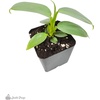 image:imageJoshs Frogs Philodendrons McColleys FinaleSilver Sword