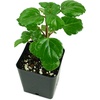 image:imageJoshs Frogs Plectranthus Australis  Swedish Ivy Green