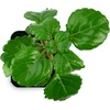 image:imageJoshs Frogs Plectranthus Australis  Swedish Ivy Green