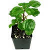 image:imageJoshs Frogs Plectranthus Australis  Swedish Ivy Green