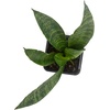 image:imageJoshs Frogs Sansevieria spp Snake Plant  Growers Choice 4 Pot2 Pot