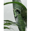 image:imageJoshs Frogs Sansevieria spp Snake Plant  Growers Choice 4 Pot2 Pot
