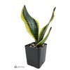 image:imageJoshs Frogs Sansevieria spp Snake Plant  Growers Choice 4 Pot2 Pot