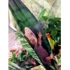 image:imageJoshs Frogs Sansevieria spp Snake Plant  Growers Choice 4 Pot4 Pot