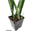 image:imageJoshs Frogs Sansevieria spp Snake Plant  Growers Choice 4 Pot4 Pot