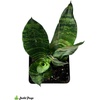 image:imageJoshs Frogs Sansevieria spp Snake Plant  Growers Choice 4 Pot4 Pot