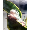 image:imageJoshs Frogs Sansevieria spp Snake Plant  Growers Choice 4 Pot4 Pot