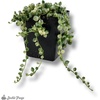 image:imageJoshs Frogs Senecio rowleyanus  String of Pearls VariegatedVariegated