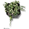 image:imageJoshs Frogs Senecio rowleyanus  String of Pearls VariegatedVariegated