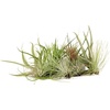 image:imageJoshs Frogs Tillandsia Air Plant  Growers Choice 26 inches
