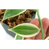 image:imageJoshs Frogs Vanilla planifolia  Vanilla Orchid Super VariegatedSuper Variegated
