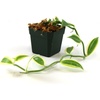 image:imageJoshs Frogs Vanilla planifolia  Vanilla Orchid Super VariegatedSuper Variegated