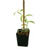 image:imageJoshs Frogs Vanilla planifolia  Vanilla Orchid Super VariegatedSuper Variegated