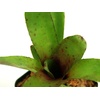 image:imageNeoregelia BRICaBRAC Bromeliad