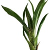image:imageNeoregelia Cheers Bromeliad