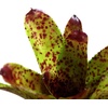 image:imageNeoregelia Cheers Bromeliad